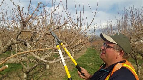 Peach Tree Advanced Pruning - YouTube