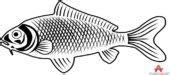 Fish outline freshwater fish clipart clipartfest jpeg – Clipartix