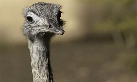 Greater rhea | Smithsonian's National Zoo and Conservation Biology Institute