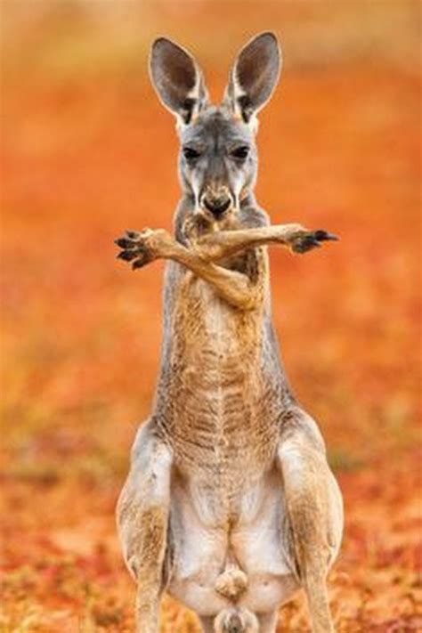 gabriela cartagena | Cute animals, Red kangaroo, Animals beautiful