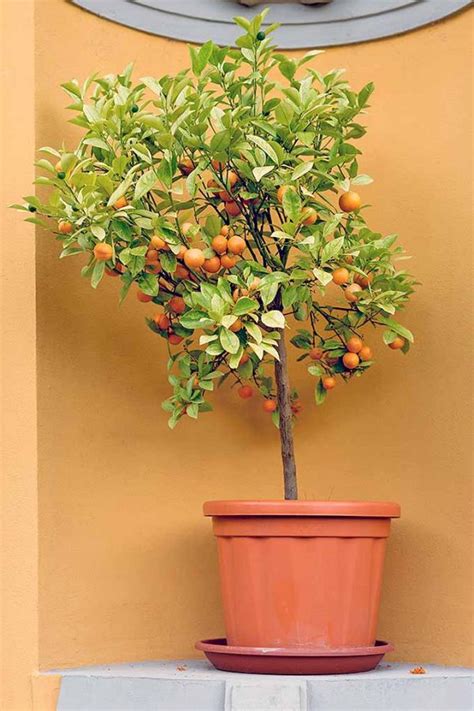 How to Grow Dwarf Citrus Trees | Gardener’s Path