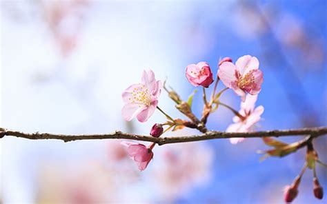 HD wallpaper: League Legends Girl Kimono Bridge Cherry Blossom Flashlights Fantasy Background ...