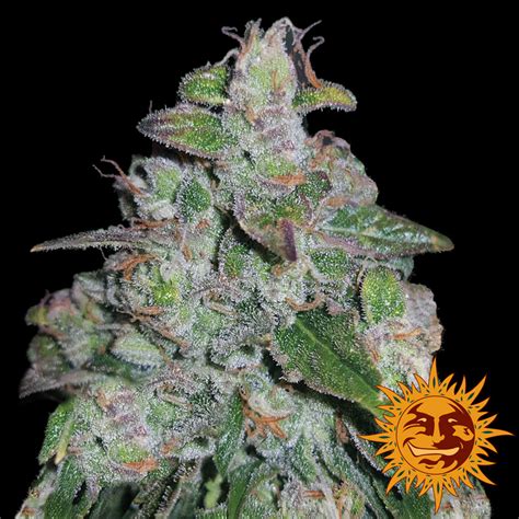 Buy Blueberry OG feminised seeds by from Cannabisseeds.ie