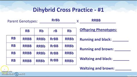 Dihybrid Cross Brief Introduction Examples Worksheets, 51% OFF