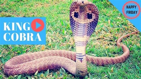 King Cobra Facts! - YouTube