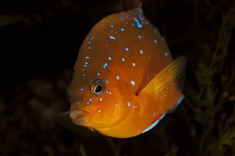 Garibaldi Fish: The California State Fish | Fishkeeping World