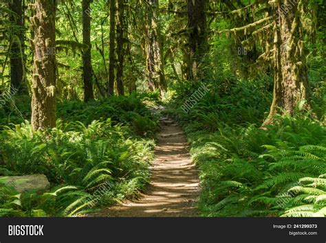 Trail Hoh Rainforest Image & Photo (Free Trial) | Bigstock