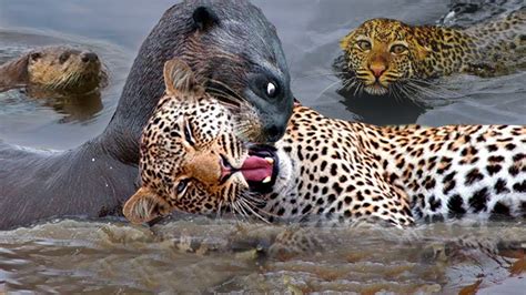 Strange Scene! Mother Giant Otter Bite The Jaguar's Mouth Off To ...