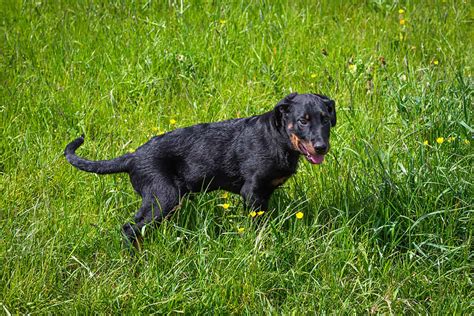 Top 8 Beauceron Breeders In The United States