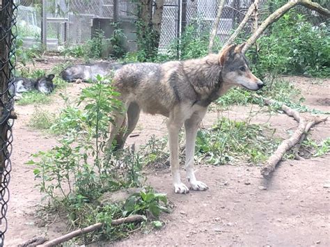 Wolves at the Minnesota Zoo