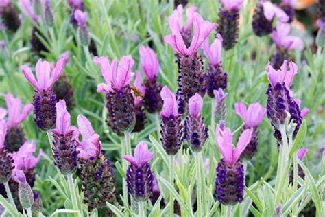 20 Purple Spanish Lavender Seeds Lavandula Stoechas Bandera - Etsy