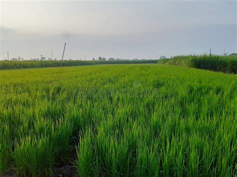 Basmati rice farming india stock photo. Image of basmati - 286536254