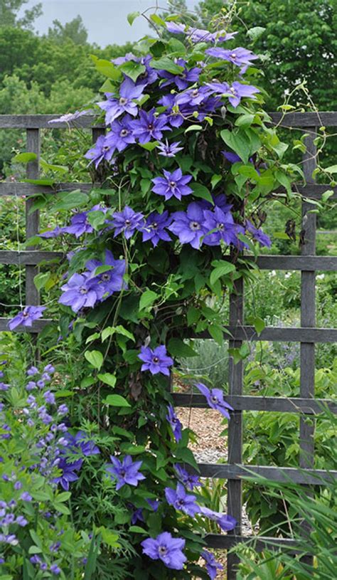 The Best Easy To Grow Climbing Plants References ...