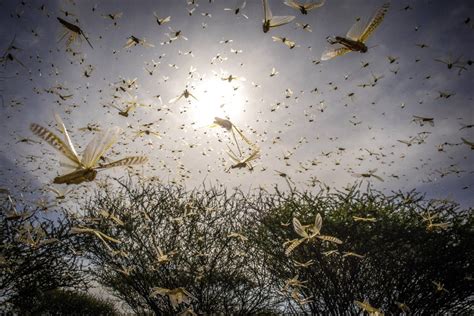 Massive locust swarms bring destruction and heartbreak for millions ...