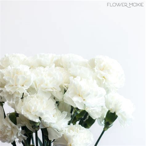 White Carnations | Bulk Fresh DIY Wedding Flowers | Flower Moxie