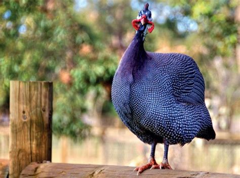 Buy Guinea Fowl Royal Purple | #1 Trusted Vendor