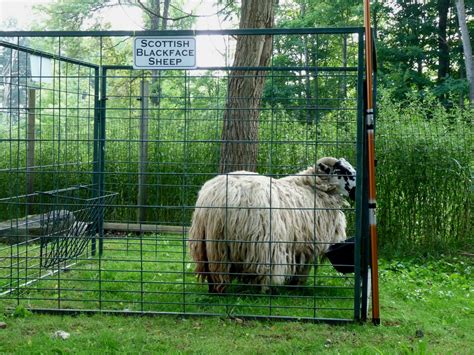 Hill Shepherd: The New Portable Sheep Pen Set Up