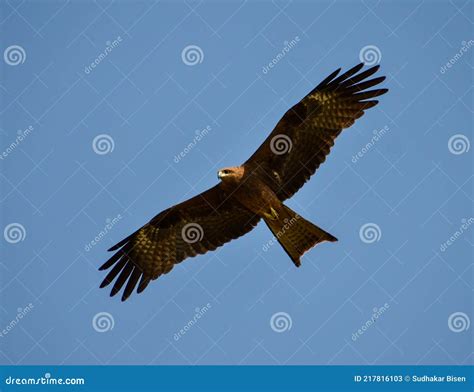 Red-Tailed Hawk Flying Above the the Blue Sky Stock Image - Image of ...