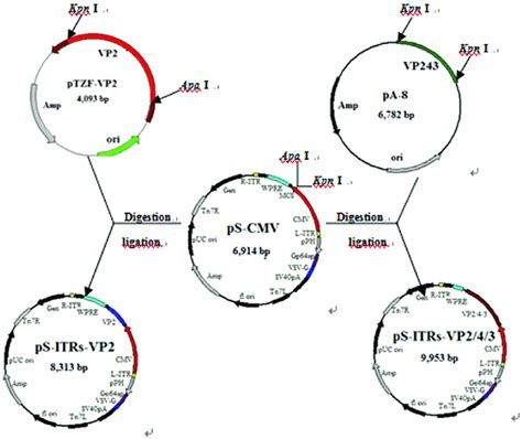 Construction of the baculovirus transfer vectors pS-ITRs-VP2 and... | Download Scientific Diagram