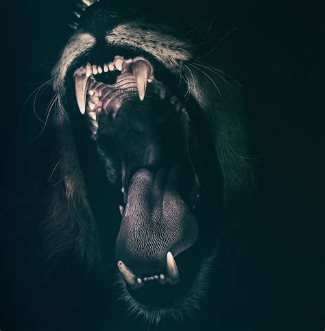 brown, black, lion art, lion, teeth, roar, fear, angry | Piqsels