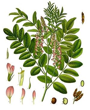 Glycyrrhiza glabra - Biodiversity of India: A Wiki Resource for Indian Biodiversity