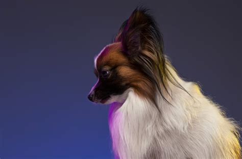 Cujo Dog Breed: Unraveling the Untamed Canine's Mystique