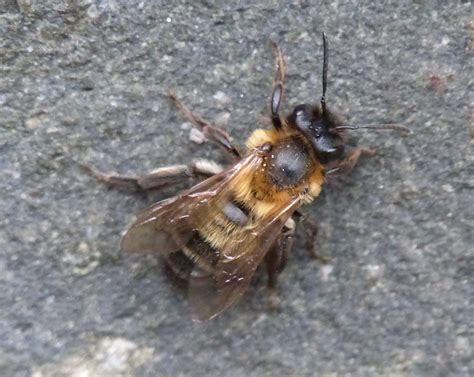 Solitary Bees – Peeblesshire Beekeepers Association