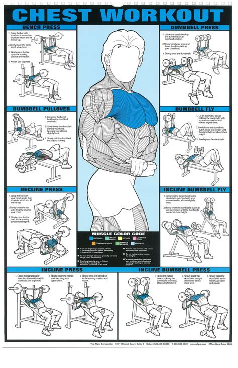 Gym Posters [High Quality] - Imgur | Chest workout, Workout posters ...