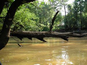 Neches River in Texas | Paddling.com