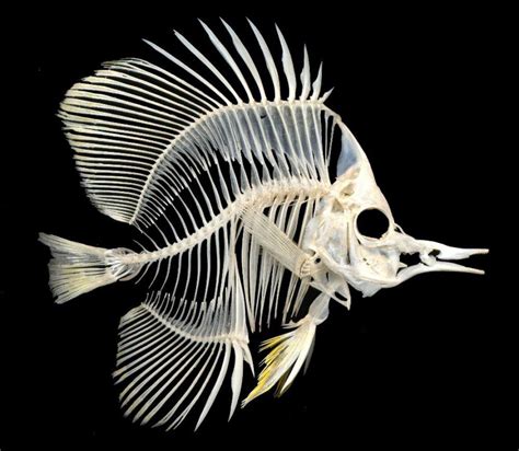 This fish skeleton looks like a large angelfish. | Animal Skeletons ...