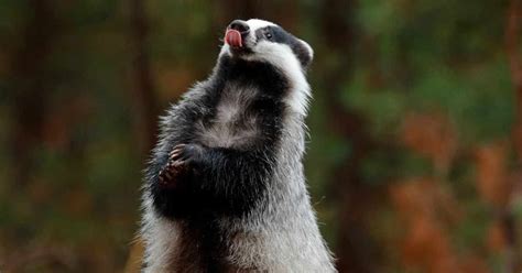 About UK Badgers and their fascinating lives | Badger Trust