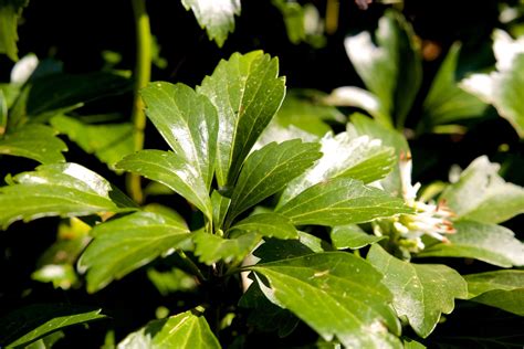 Common Pachysandra | The Nation's Largest Rare Pachysandra Seller ...