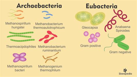 Difference Between Monera And Protista Monera Vs Protista