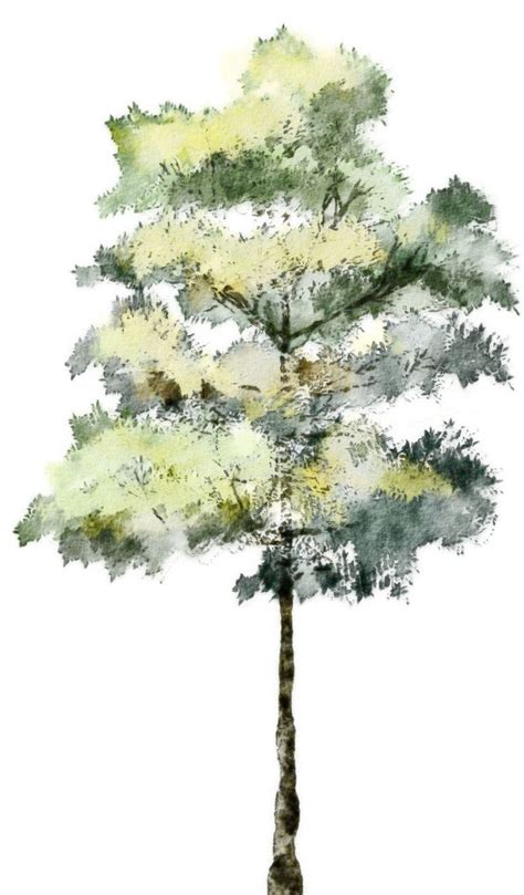 Pinterest | Architectural trees, Watercolor trees, Tree photoshop