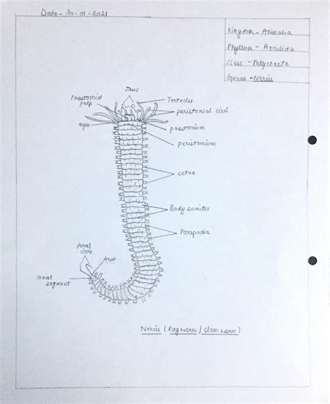 SOLUTION: Zoology -Animal diversity- Nonchordates- Annelida (nereis ...