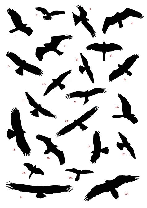 Spanish Raptor Silhouette Competition » Birding In Spain Blog