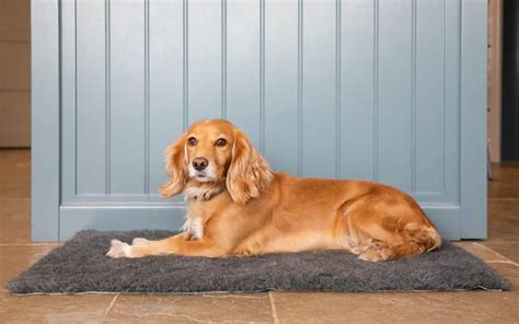 What is Alabama rot? Symptoms and treatment for the dog disease | Evening Standard