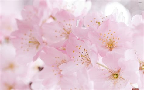 Cherry blossoms [2] wallpaper - Flower wallpapers - #21592