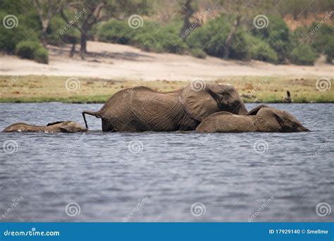 Elephants swimming stock photo. Image of herd, ecology - 17929140