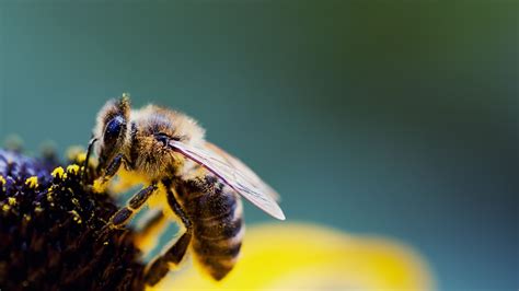 1920x1080 Wallpaper bee, flower, wings, pollen, pollination | Bee ...