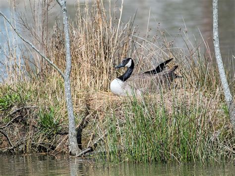 Canada Goose Nesting (Location, Eggs + Behavior) | Birdfact