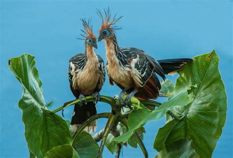 Hoatzin Images – Browse 464 Stock Photos, Vectors, and Video | Adobe Stock