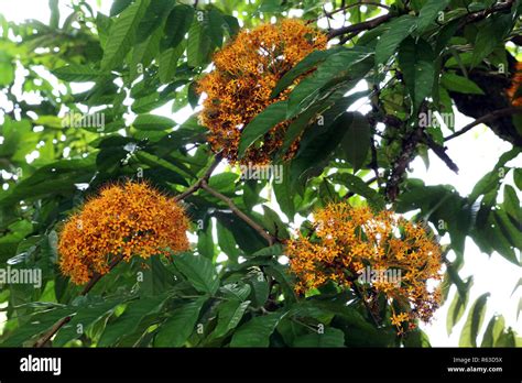 yellow saraca tree (saraca thaipingensis Stock Photo - Alamy