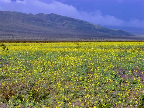 Death Valley Flowers After Rain : Super Bloom At Death Valley National ...