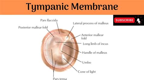 Tympanic Membrane Layers