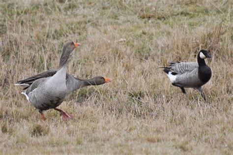 Greylag geese, Evangelical Focus