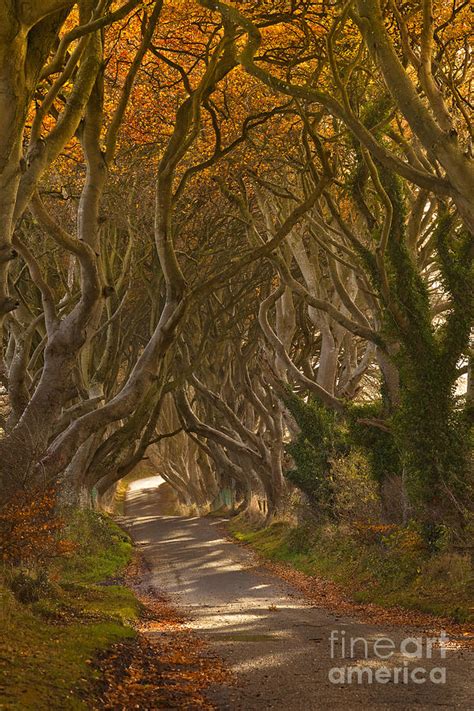 The Dark Hedges In Autumn Photograph by Derek Smyth