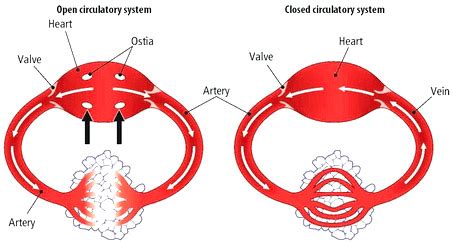 Closed Circulatory System Bird