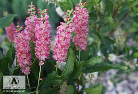 Clethra alnifolia 'Pink Spire' - Szkółki Kurowscy