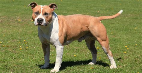 American Staffordshire Terrier Guide (Breed Characteristics)